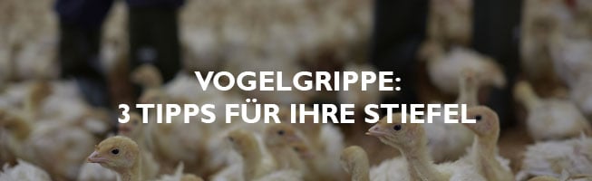 Vogelgrippe-Tipps-für-Ihre-Stiefel