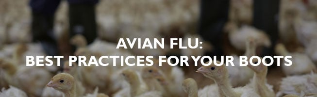 avian flu best practices
