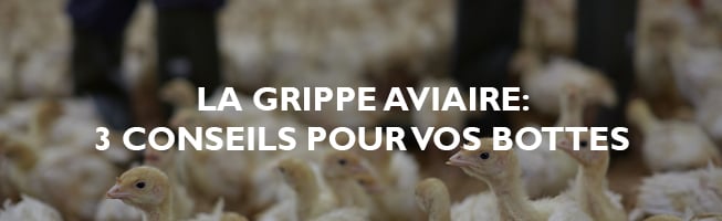 la-grippe-aviaire-bottes-conseils-1