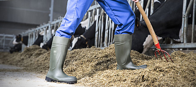 rubber farming wellies steel toe cap